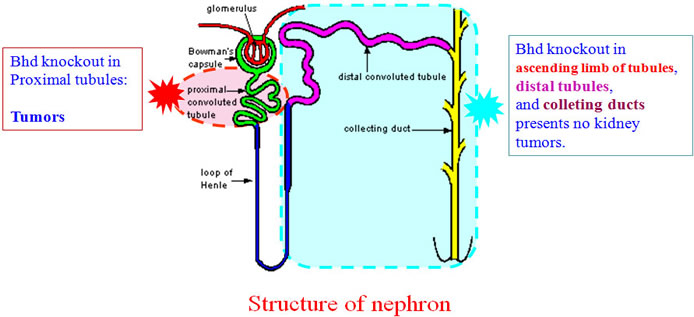 nephron